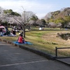 さくら　桜　サクラ　