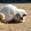 深島のねこさん