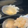 鶴岡・加茂水族館③クラゲばっかしや〜！