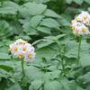 ジャガイモの花