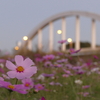 小貝川ふれあい公園のコスモス他（茨城県下妻市）