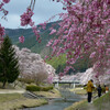土山鮎河の桜風景その４