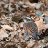 公園の野鳥達（ツグミ）