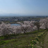 西置賜に桜を見に行った2016