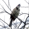 シンガポール　ガーデン・バイ・ザ・ベイ公園の野鳥たち