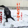 ちょこっと雪が積もったー。それでも大喜びのココ姉ちゃん