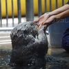 【神戸須磨海浜水族園ラッコ館】ラッキー君お手てつないでしてもらったりして元気回復!!【海のパンダ?癒やし】 