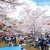 今週のお題「桜」