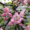 ＃赤羽岩淵の芝桜＆ソメイヨシノ