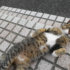 8月前半の #ねこ #cat #猫 その2
