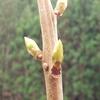 柿の木はお茶と関係が深い!?