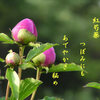 芍薬 ２～紅芍薬つぼみ