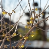 蝋梅の花咲き香る 