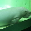 日本でここだけ！の生き物たちに会える「鳥羽水族館」