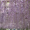 八幡西区吉祥寺の藤の花