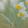 🌼上野公園では水仙がきれいに咲いてます😊