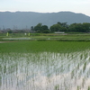 野（ヤ・の)