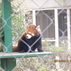 羽村市動物公園 　幼児にはちょうどよい広さでゆったり過ごす