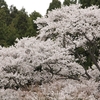 【高萩市】文添の山桜・・