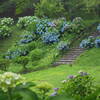 　紫陽花まつり　大仏公園　（　弘前市　石川　）　　パート　Ⅱ