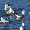 鳥撮散歩　今朝の鳥撮はユリカモメだけ