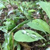 【暮らしと気持ち】雨が与えてくれたこと。