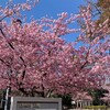 河津桜が満開　関東は春の風嵐！