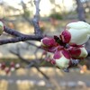 2025年2月15日（土）　胃腸も、頭脳も、すぐに消化不良を起こす。