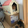 小屋の奪い合い