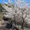 熊野｜1.大塔の桜