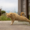 隣県西部離島のねこさん