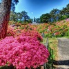 塩船観音寺　つつじ祭