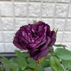 ＊バラ リナルド開花＆バラの様子