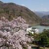 黄砂と桜