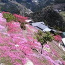 阿波花日記