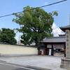 【大阪/東住吉区】法楽寺の樹齢800年の楠