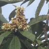 メジロ食堂は、梅の花が咲くまで。