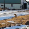 子犬を生み続けている野犬の母犬シロちゃん