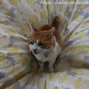 夜鳴き