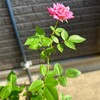 現場の片隅小さな花が労う黄色いヘルメット
