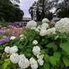 梅雨空　紫陽花ポタ