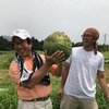 大ナゴヤツアーズ　スイカ収穫体験をやってみて