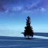 色んな風景～美瑛・クリスマスツリーの木～
