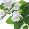 WeekEnd　Flower 　５月第４週