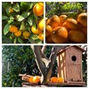 庭の柑橘