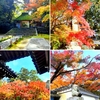 京都ぶらり　2021年秋　京都の紅葉