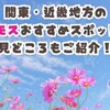 【秋の花】コスモス！関東･近畿・・・