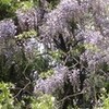 藤の花