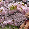 函館の桜と宮島とうさぎの島～４月後半のあちこちめぐり