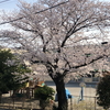 桜が満開